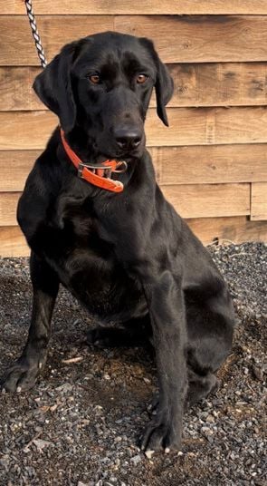 Silver Bows Black Quila<br>'Quila'