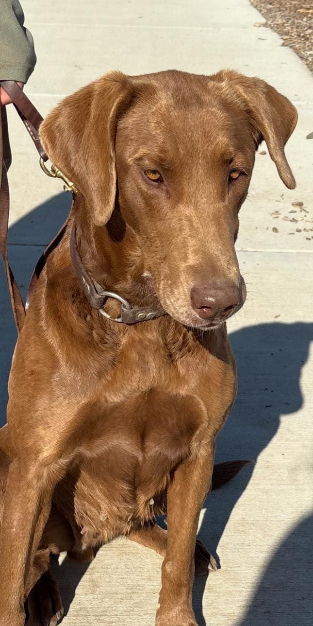 Silver Bows Red Hot Chili Pepper<br>'Chili'