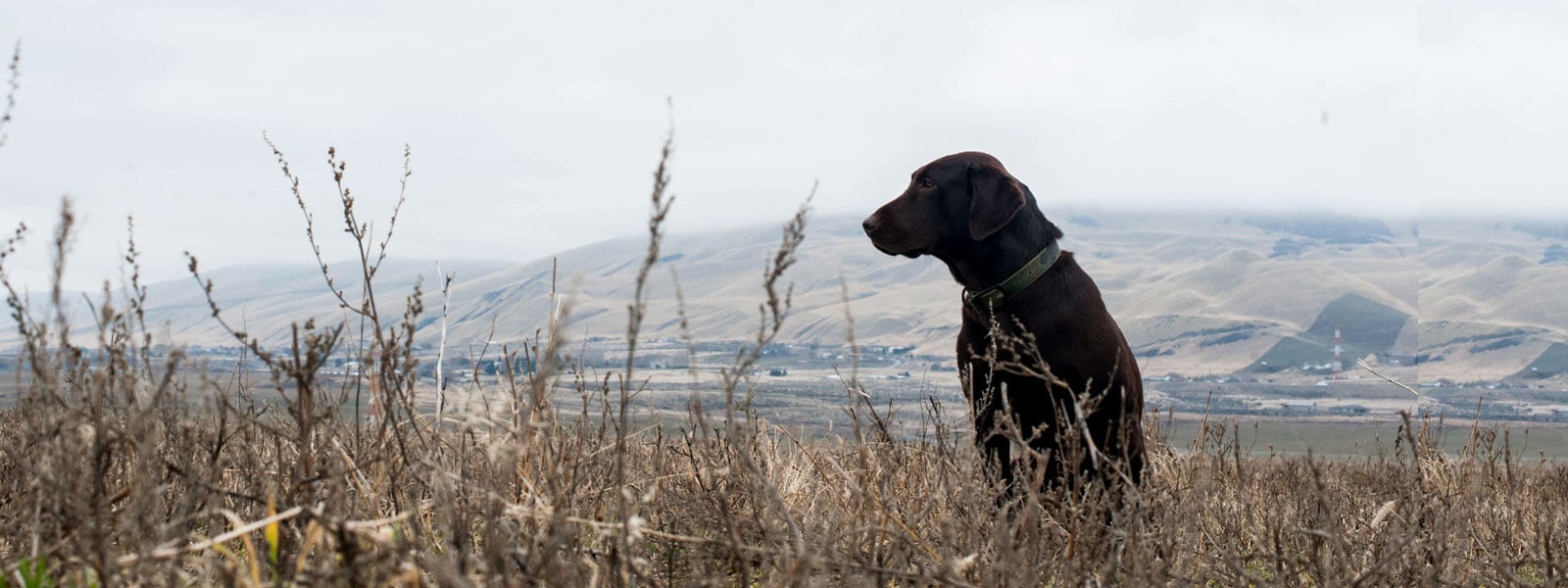 chocolate labrador retrievers for sale