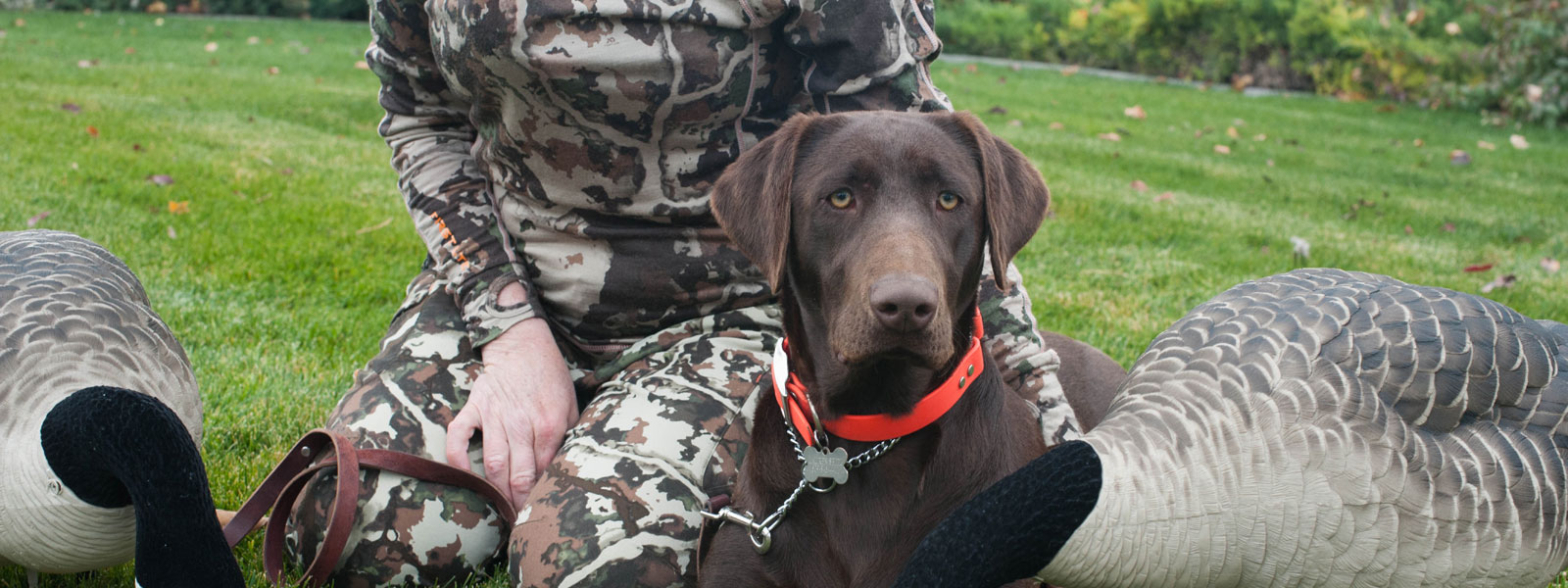 labrador breeders in Washington state