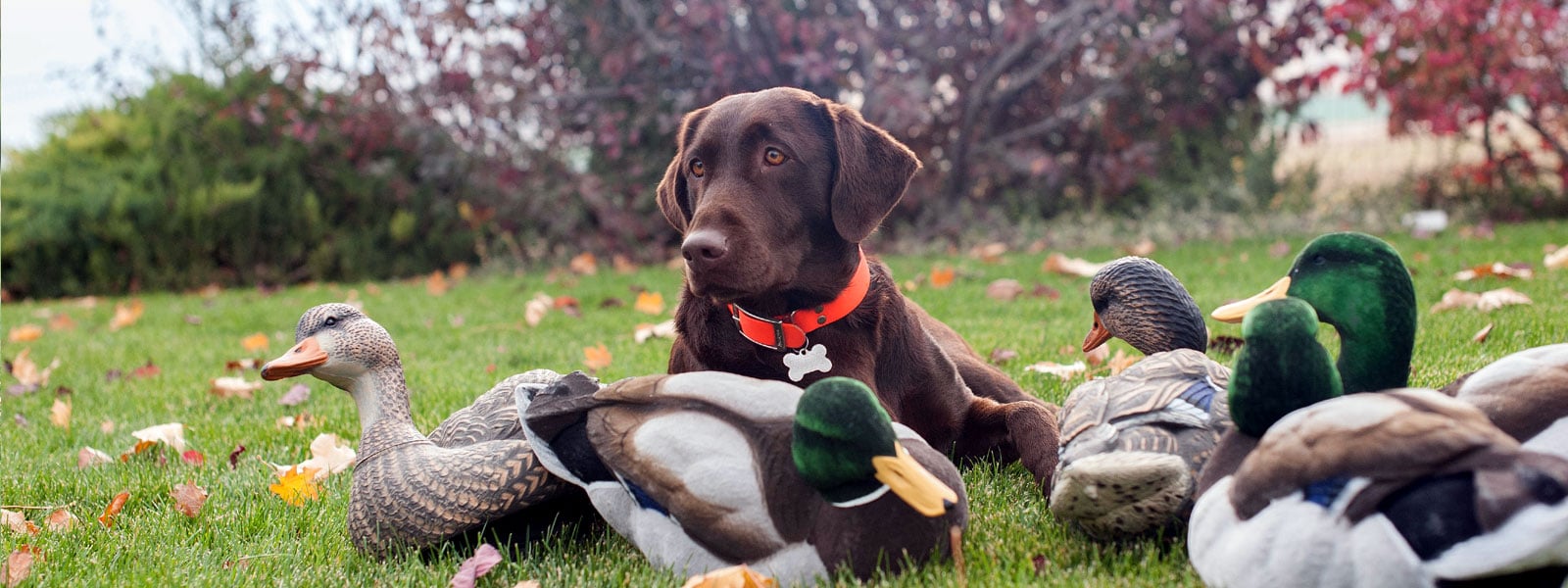 chocolate labs for sale in Washington