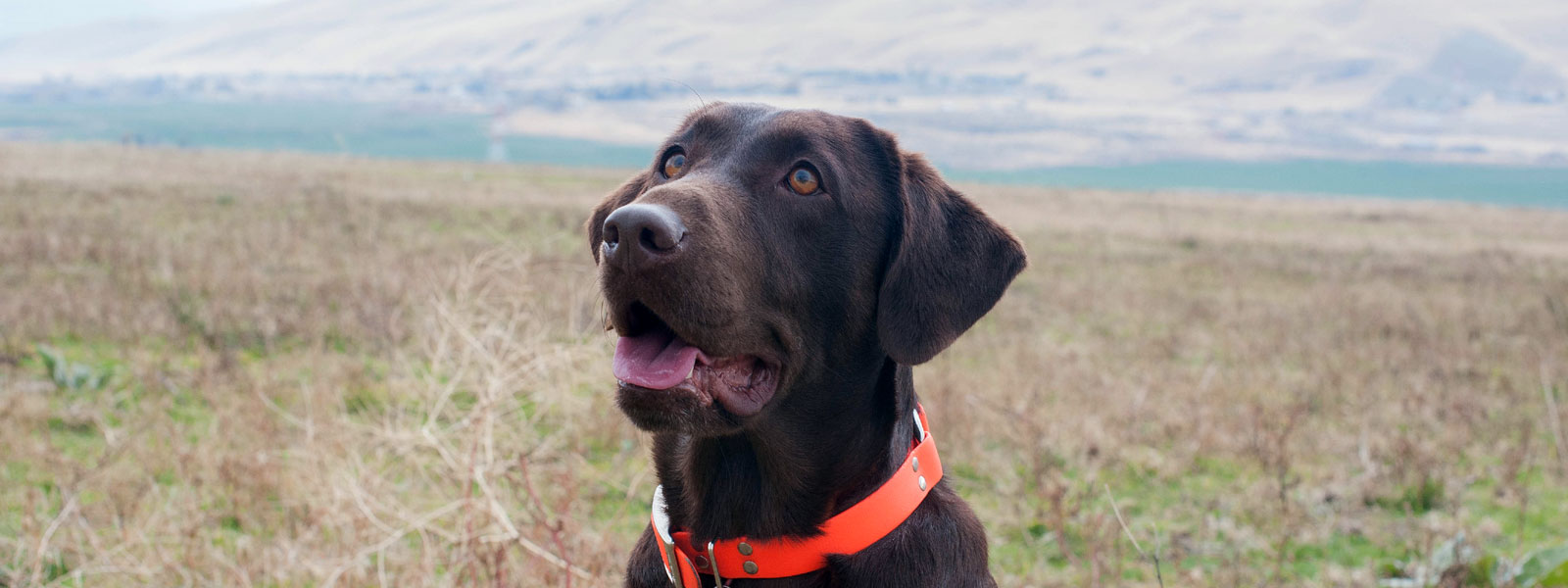 chocolate lab puppies for sale