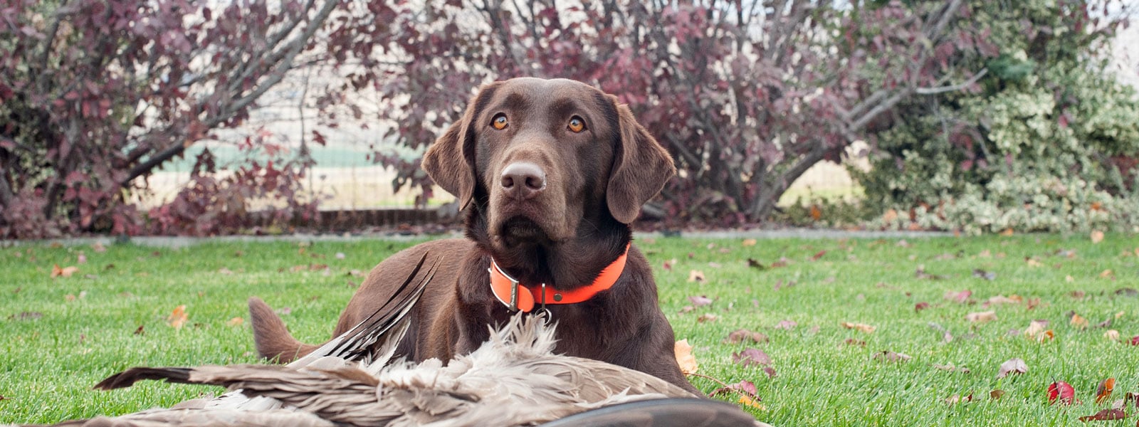 washington lab breeders