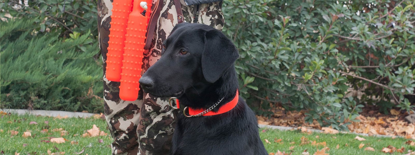 chocolate lab breeders in Washington