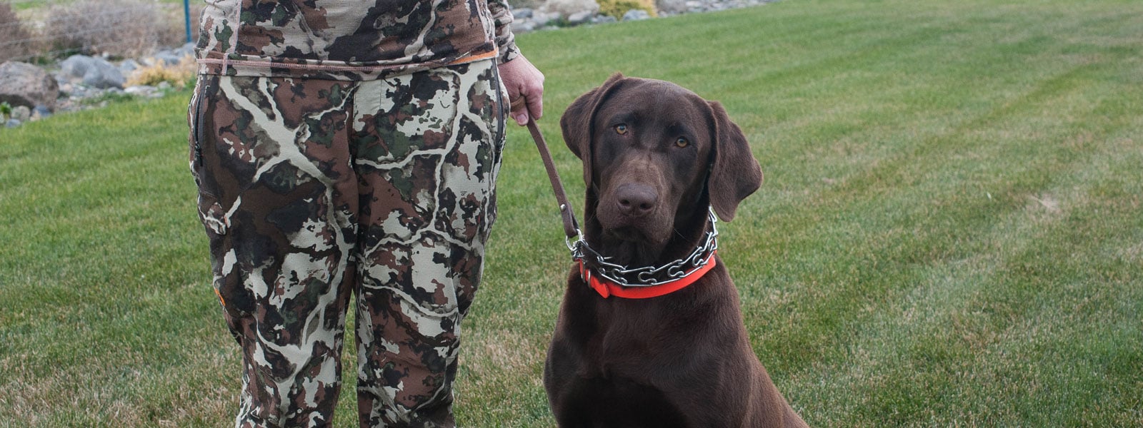 labrador retriever breeders in WA