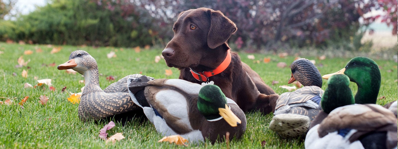 lab puppies for sale in Washington